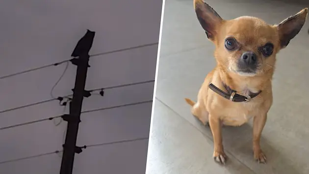 Зимний голод заставил филина охотиться на собак: невероятный случай в Каринтии